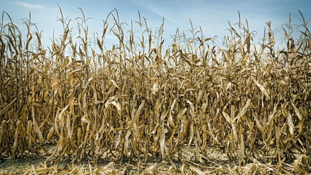 Mislukte oogsten als gevolg van klimaatverandering